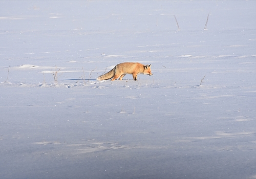 Tunceli ve Kars'ta aç kalan tilkiler yiyecek ararken görüntülendi