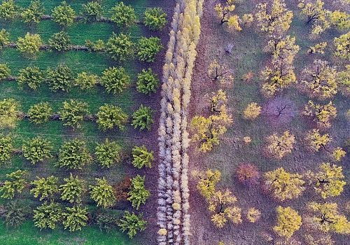 Türkiye'nin doğusundaki kayısı bahçeleri sonbahar renklerine büründü