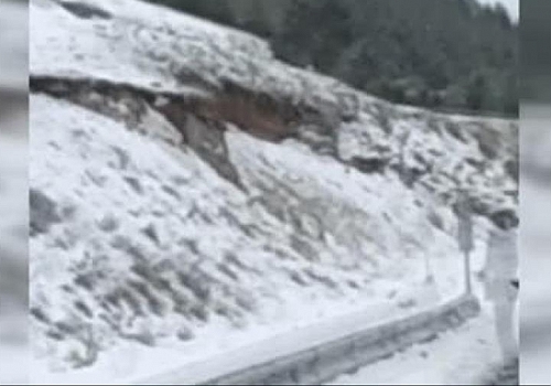 Vaşak Ardahan'da Çamlıçatak ormanlık alanında görüntülendi.