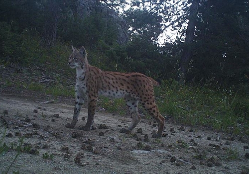 Yabani hayatın renkli kareleri fotokapanlara yansıdı
