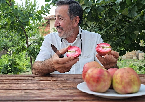 Yozgat'ta Beklenmeyen Başarı: Posof'un Tescilli İçi Kırmızı Elması Sorgun İklimine Uyum Sağladı