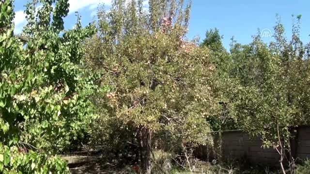 Tescilli uzun elma pazara indi - KARS