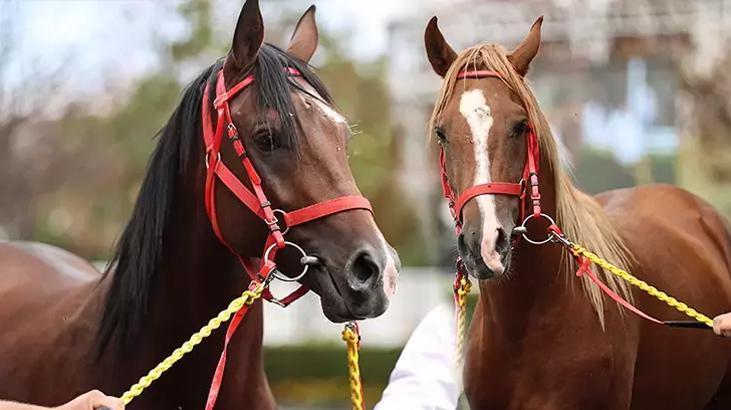 TİGEM’den 100 Milyon Liralık Yarış Atları İddialarına Net Yanıt: Kayıp Yok Açıklaması