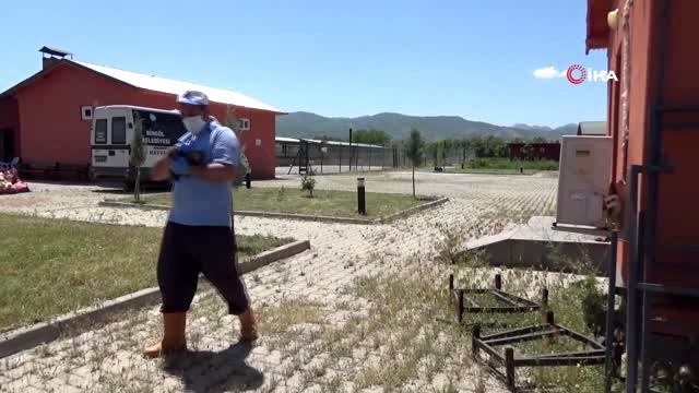 Tilki yavrusu zannettiler, gerçek barınakta ortaya çıktı