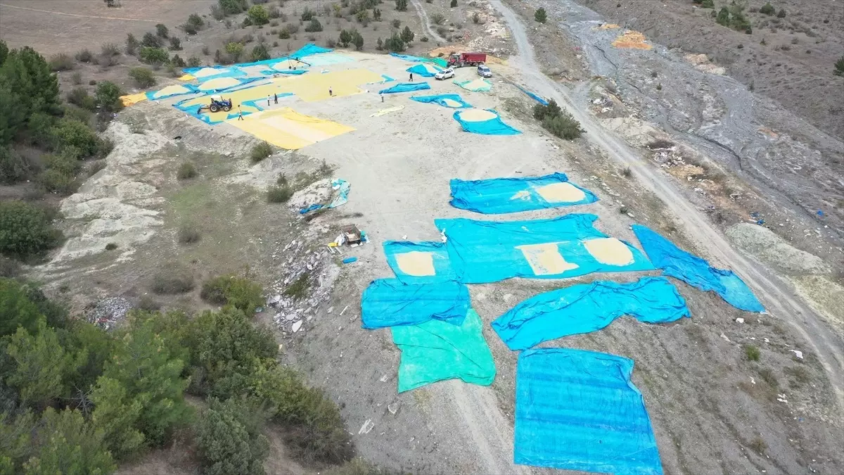 Tosya’da geleneksel çeltik kurutma mesaisi başladı