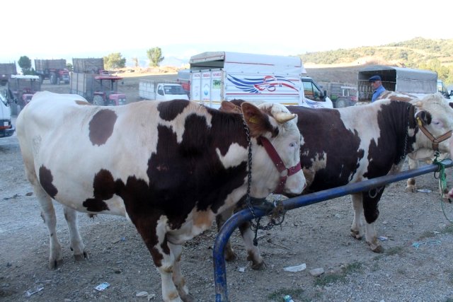 Tosya'da son kurbanlıklar alıcılarını bekliyor