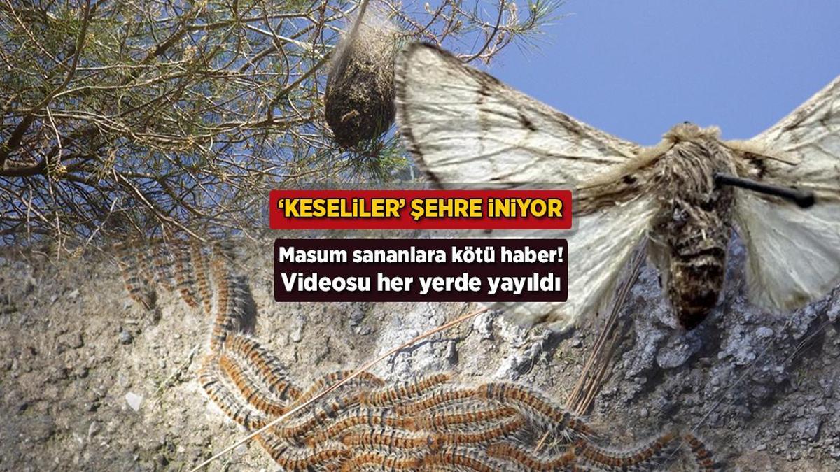 Videosu her yerde yayıldı! Masum sananlara kötü haber: 'Keseliler' şehre iniyor