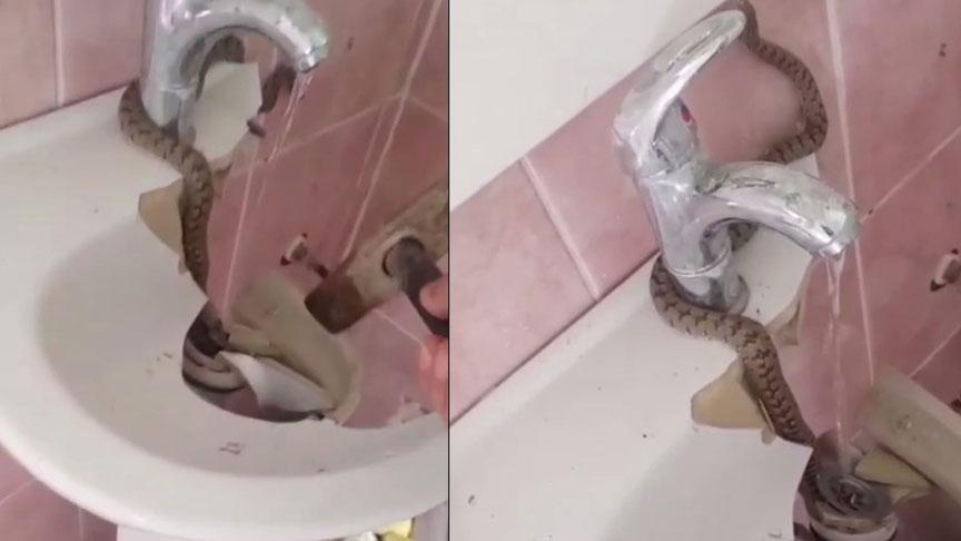 Yer: Bayburt! Evinin lavabosundan yılan çıktı