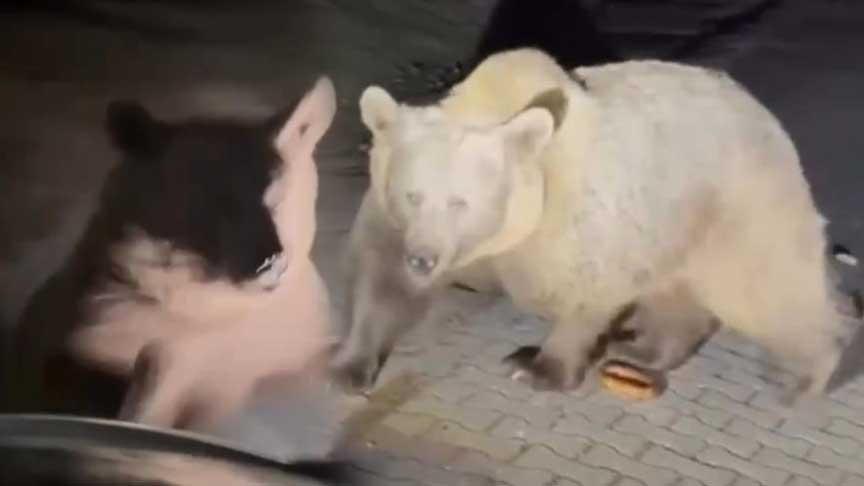Yer: Bursa! Ayıları yakından görmek istedi, dehşeti yaşadı: Rahatsız etmeyin
