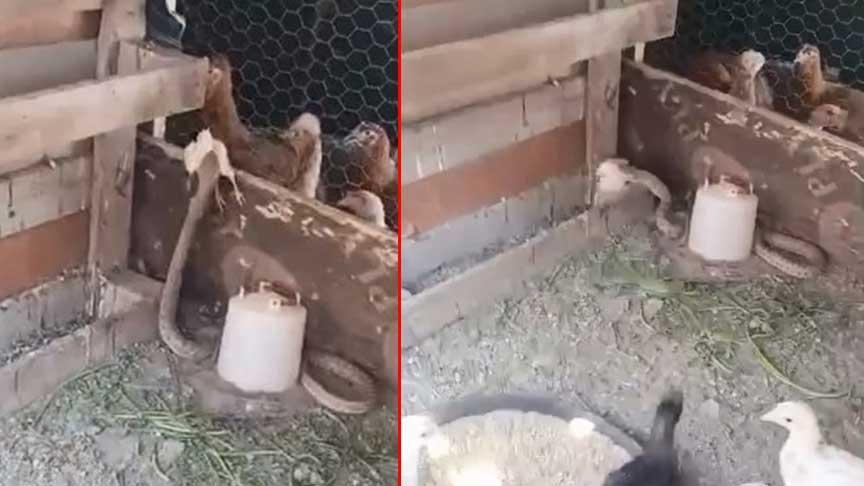 Yer: Elazığ! Kümese dev yılan paniği: Civcivi ağzında gördü