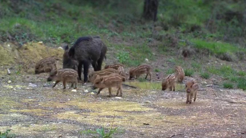 Yer: Karabük! Sürü halinde fotokapana takıldılar