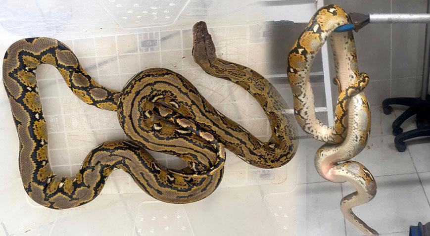 Yer: Kütahya! Otobüste korkunç sürpriz: Kutu içinden dev piton çıktı