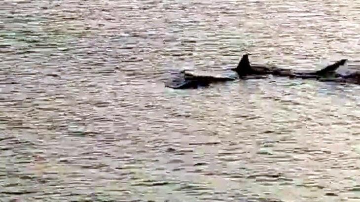 Yer: Muğla! Kıyıya 3 metre kala görüntülendiler...