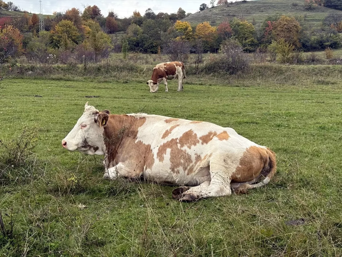 Yeşim Fatma Sarıkaya, Posof ta Besicilikte Başarı Hikayesini Yazıyor