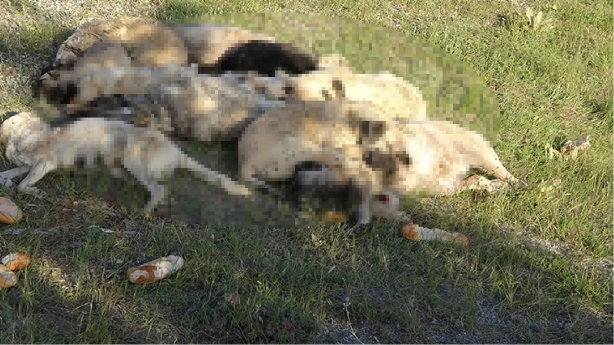 Yozgat'ta 20'nin üzerinde sokak köpeği ölü bulundu