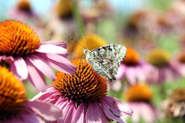 YYÜ'de aromatik ve tıbbi bitki hasadı